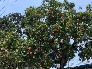 Exploring Vietnam's Most Famous and Majestic Ancient Mango Tree - image 1