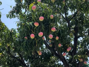 Exploring Vietnam's Most Famous and Majestic Ancient Mango Tree - image 3