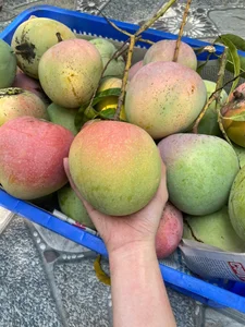 Exploring Vietnam's Most Famous and Majestic Ancient Mango Tree - image 9