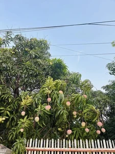Exploring Vietnam's Most Famous and Majestic Ancient Mango Tree - image 7