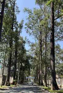 Exploring the 100-Year-Old Ancient Tree Forest City in the Mekong Delta - image 3
