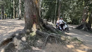Exploring the 100-Year-Old Ancient Tree Forest City in the Mekong Delta - image 8