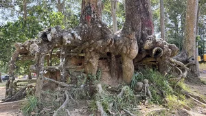 Exploring the 100-Year-Old Ancient Tree Forest City in the Mekong Delta - image 0