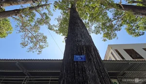Exploring the 100-Year-Old Ancient Tree Forest City in the Mekong Delta - image 2