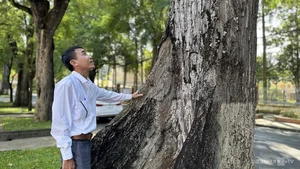 Exploring the 100-Year-Old Ancient Tree Forest City in the Mekong Delta - image 4