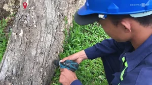Exploring the 100-Year-Old Ancient Tree Forest City in the Mekong Delta - image 5