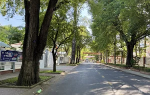 Exploring the 100-Year-Old Ancient Tree Forest City in the Mekong Delta - image 9