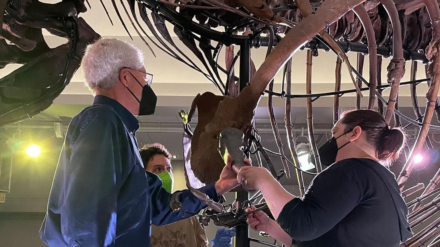 The $8 Million Secret: Uncovering the Story Behind the World’s Most Expensive T-Rex Fossil