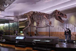 The $8 Million Secret: Uncovering the Story Behind the World’s Most Expensive T-Rex Fossil - image 7