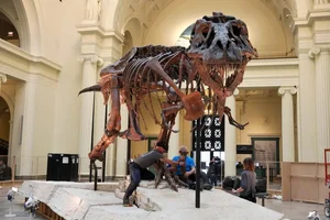 The $8 Million Secret: Uncovering the Story Behind the World’s Most Expensive T-Rex Fossil - image 8