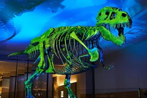 The $8 Million Secret: Uncovering the Story Behind the World’s Most Expensive T-Rex Fossil - image 2