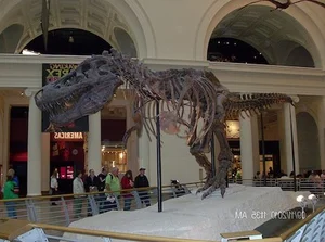 The $8 Million Secret: Uncovering the Story Behind the World’s Most Expensive T-Rex Fossil - image 9