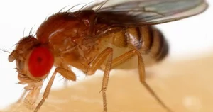 The Science Behind the Planet's Fastest Mating Animals - image 0