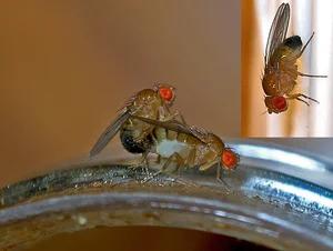 The Science Behind the Planet's Fastest Mating Animals - image 1