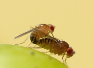 The Science Behind the Planet's Fastest Mating Animals - image 5