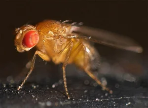 The Science Behind the Planet's Fastest Mating Animals - image 3