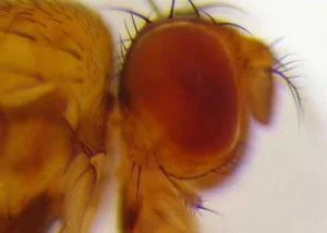 The Science Behind the Planet's Fastest Mating Animals - image 2