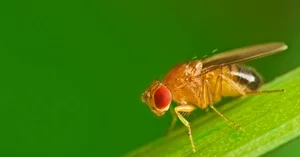 The Science Behind the Planet's Fastest Mating Animals - image 6