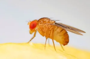The Science Behind the Planet's Fastest Mating Animals - image 4