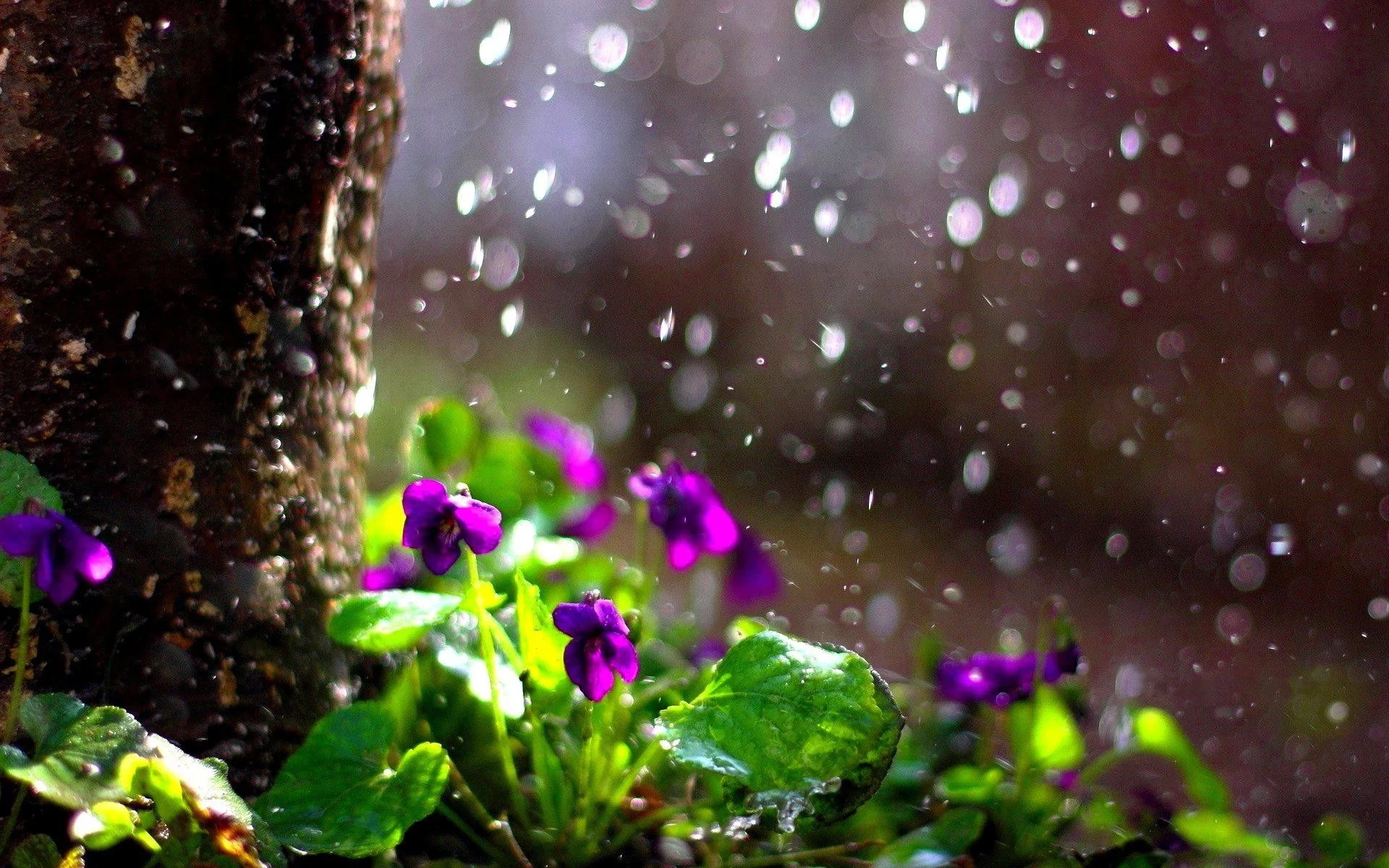 Capturing the Melancholic Beauty of Rain in Stunning Visual Art