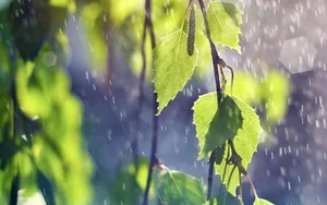 Capturing the Melancholic Beauty of Rain in Stunning Visual Art - image 41