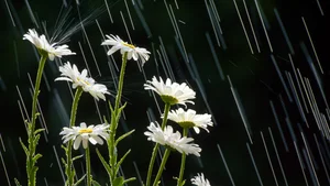 Capturing the Melancholic Beauty of Rain in Stunning Visual Art - image 24