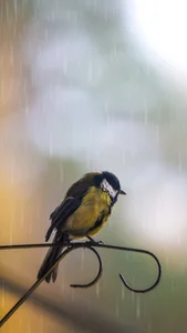 Capturing the Melancholic Beauty of Rain in Stunning Visual Art - image 19