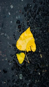 Capturing the Melancholic Beauty of Rain in Stunning Visual Art - image 5