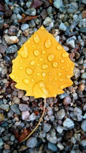 Capturing the Melancholic Beauty of Rain in Stunning Visual Art - image 16