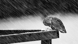 Capturing the Melancholic Beauty of Rain in Stunning Visual Art - image 4