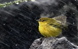 Capturing the Melancholic Beauty of Rain in Stunning Visual Art - image 11