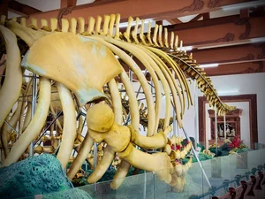 Discover the Two Record-Breaking Whale Skeletons of Vietnam - image 4