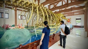 Discover the Two Record-Breaking Whale Skeletons of Vietnam - image 3