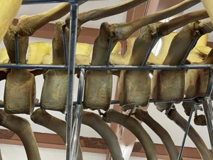 Discover the Two Record-Breaking Whale Skeletons of Vietnam - image 1
