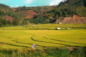 A Photographer's Guide to Kon Tu Rang's Stunning Harvest Landscape - image 2