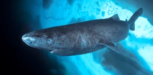 Top 8 Ancient Living Fossils: Vietnam's Most Common Prehistoric Beast - image 0