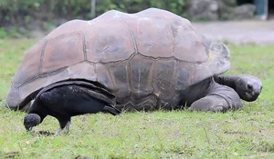 Top 8 Ancient Living Fossils: Vietnam's Most Common Prehistoric Beast - image 5