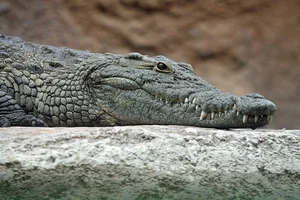 Top 8 Ancient Living Fossils: Vietnam's Most Common Prehistoric Beast - image 2