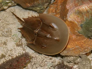Top 8 Ancient Living Fossils: Vietnam's Most Common Prehistoric Beast - image 6