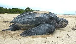 Top 8 Ancient Living Fossils: Vietnam's Most Common Prehistoric Beast - image 4