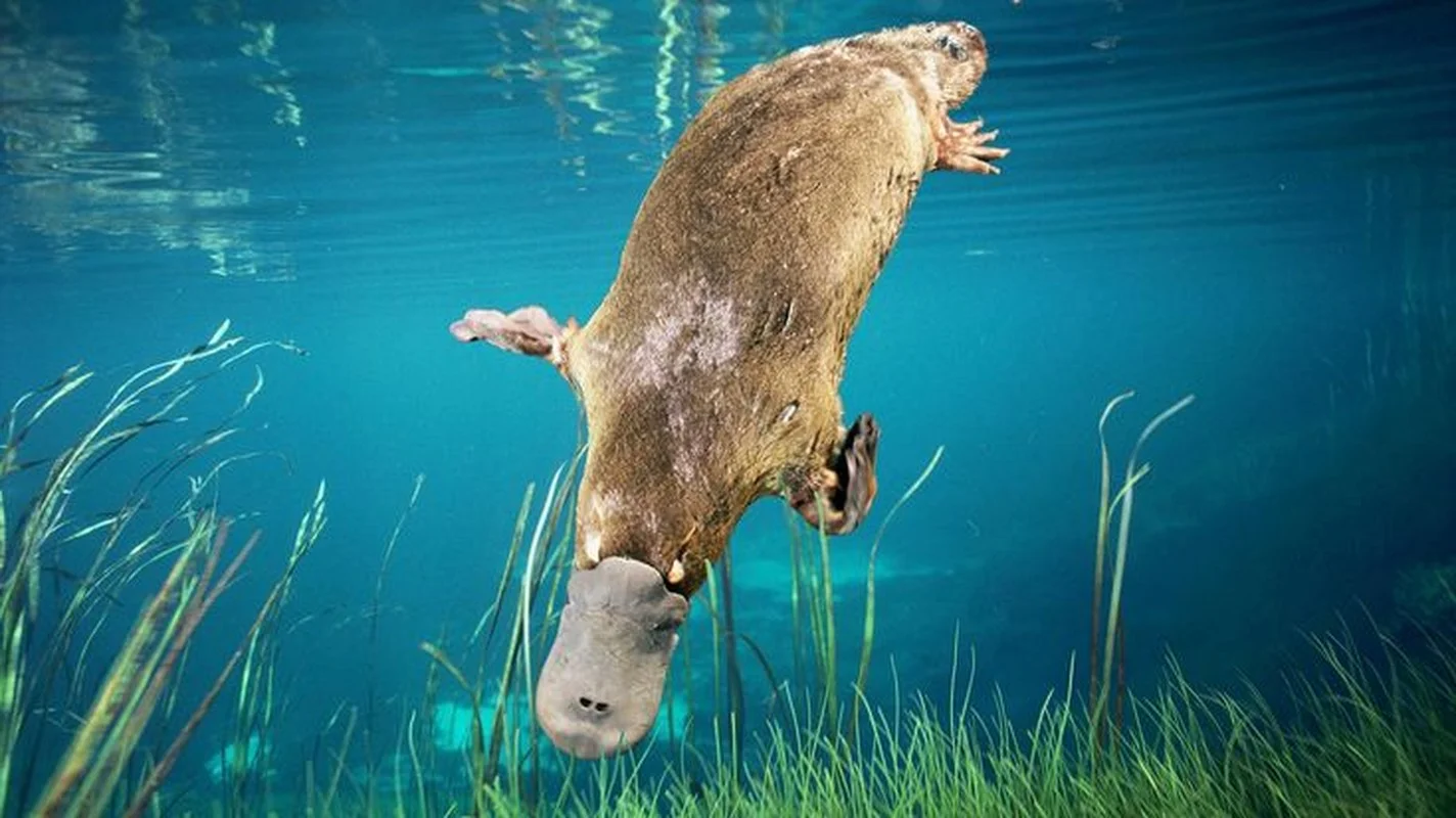 The Platypus: The World's Most Fascinating 'Half-Beast, Half-Reptile'