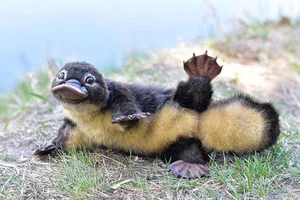 The Platypus: The World's Most Fascinating 'Half-Beast, Half-Reptile' - image 9