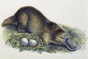The Platypus: The World's Most Fascinating 'Half-Beast, Half-Reptile' - image 6