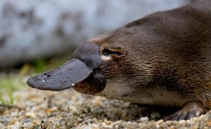 The Platypus: The World's Most Fascinating 'Half-Beast, Half-Reptile' - image 1