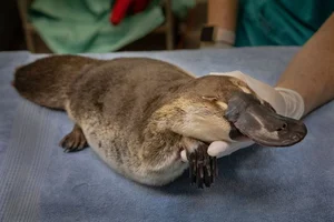 The Platypus: The World's Most Fascinating 'Half-Beast, Half-Reptile' - image 12