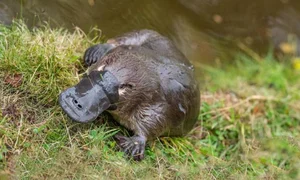 The Platypus: The World's Most Fascinating 'Half-Beast, Half-Reptile' - image 2