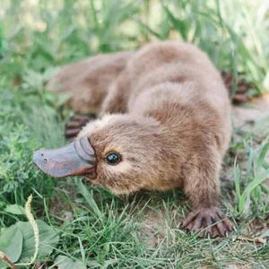 The Platypus: The World's Most Fascinating 'Half-Beast, Half-Reptile' - image 11