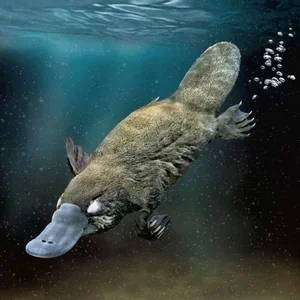 The Platypus: The World's Most Fascinating 'Half-Beast, Half-Reptile' - image 10