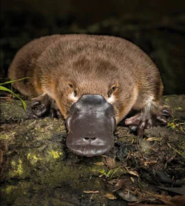 The Platypus: The World's Most Fascinating 'Half-Beast, Half-Reptile' - image 5