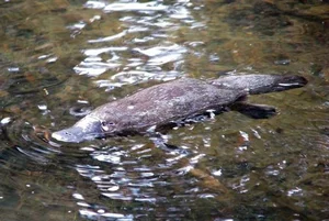 The Platypus: The World's Most Fascinating 'Half-Beast, Half-Reptile' - image 8